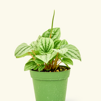 Small Peperomia Frost (Peperomia caperata)