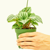 Small Peperomia Frost (Peperomia caperata)