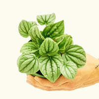 Small Peperomia Frost (Peperomia caperata)
