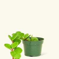 Peperomia 'Hope', Small