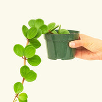 Peperomia 'Hope', Small
