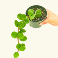 Peperomia 'Hope', Small