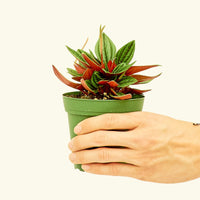 4" Peperomia 'Rosso' in a grow pot.