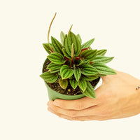 4" Peperomia 'Rosso' in a grow pot.