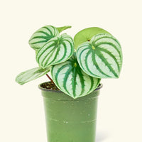 Small Watermelon Peperomia (Peperomia argyreia) in a grow pot.