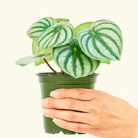 Small Watermelon Peperomia (Peperomia argyreia) in a grow pot.