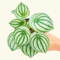 Small Watermelon Peperomia (Peperomia argyreia) in a grow pot.