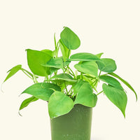 Small Sweetheart Philodendron (Philodendron cordatum)