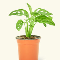 Small Swiss Cheese Vine (Monstera adansonii) in a grow pot.