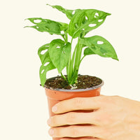 Small Swiss Cheese Vine (Monstera adansonii) in a grow pot.