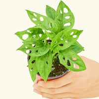 Small Swiss Cheese Vine (Monstera adansonii) in a grow pot.