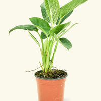 Philodendron Birkin in 4" nursery pot