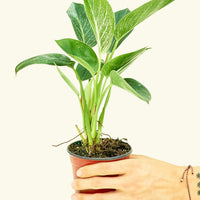 Philodendron Birkin in 4" nursery pot