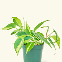 Small Philodendron Brasil (Philodendron hederaceum) in a grow pot.
