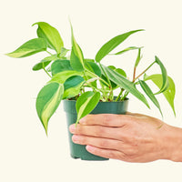 Small Philodendron Brasil (Philodendron hederaceum) in a grow pot.