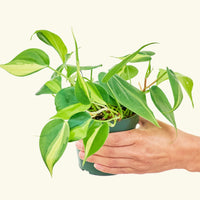 Small Philodendron Brasil (Philodendron hederaceum) in a grow pot.