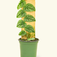 Small Shingle Plant (Monstera dubia) in a grow pot.