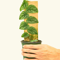 Small Shingle Plant (Monstera dubia) in a grow pot.