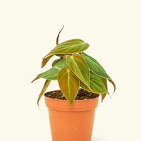 Small Velvet Leaf Philodendron (Philodendron micans) in a grow pot.