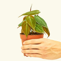 Small Velvet Leaf Philodendron (Philodendron micans) in a grow pot.