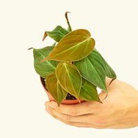 Small Velvet Leaf Philodendron (Philodendron micans) in a grow pot.