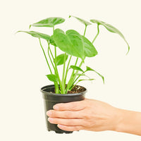 Small Swiss Cheese Plant (Monstera deliciosa)