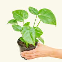 Small Swiss Cheese Plant (Monstera deliciosa)