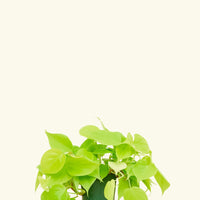 Small Neon Philodendron (Philodendron cordatum)