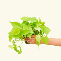 Small Neon Philodendron (Philodendron cordatum)