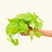 Small Neon Philodendron (Philodendron cordatum)