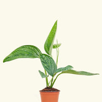 Small Monstera Karstenianum 'Peru' (Monstera 'Peru')