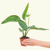 Small Monstera Karstenianum 'Peru' (Monstera 'Peru')