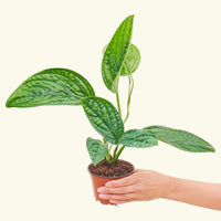 Small Monstera Karstenianum 'Peru' (Monstera 'Peru')