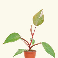 Small Philodendron erubescens 'Pink Princess' (Philodendron 'Pink Princess') in a grow pot.