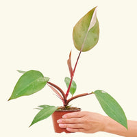 Small Philodendron erubescens 'Pink Princess' (Philodendron 'Pink Princess') in a grow pot.