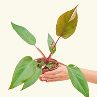 Small Philodendron erubescens 'Pink Princess' (Philodendron 'Pink Princess') in a grow pot.