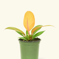 Small Philodendron Prince of Orange in a grow pot.