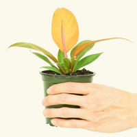 Small Philodendron Prince of Orange in a grow pot.