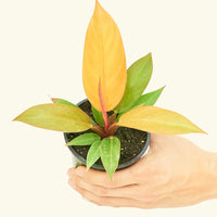 Small Philodendron Prince of Orange in a grow pot.