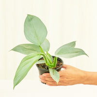 Small Philodendron 'Silver Sword' (Philodendron hastatum)