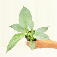 Small Philodendron 'Silver Sword' (Philodendron hastatum)