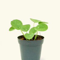 Small Chinese Money Plant in a grow pot.