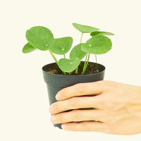 Chinese Money Plant, Small