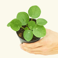 Small Chinese Money Plant in a grow pot.