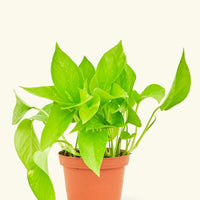 A 4" Golden Pothos in a grow pot.