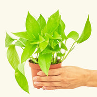 A 4" Golden Pothos in a grow pot.