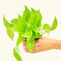 A 4" Golden Pothos in a grow pot.