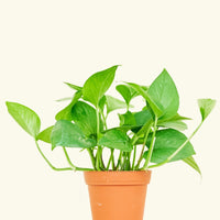 Small Jade Pothos (Epipremnum aureum) in a grow pot.