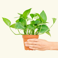 Small Jade Pothos (Epipremnum aureum) in a grow pot.