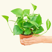 Small Jade Pothos (Epipremnum aureum) in a grow pot.